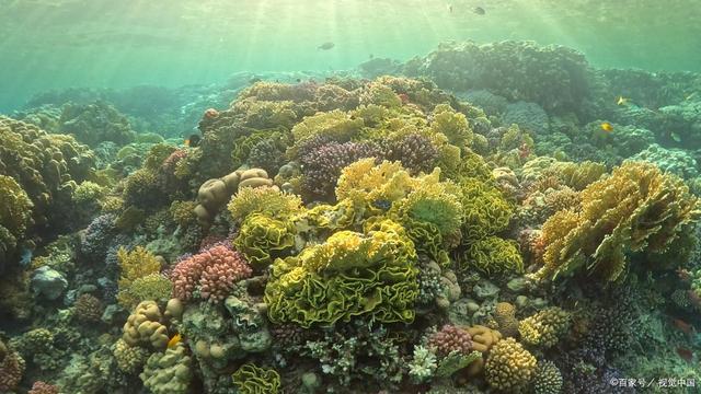 为什么说珊瑚礁是海洋生物的天堂？(图4)