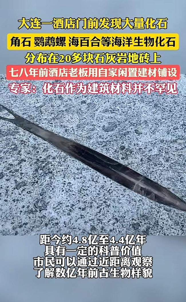 大连一酒店门前发现化石 奥陶纪海洋生物现踪迹(图2)