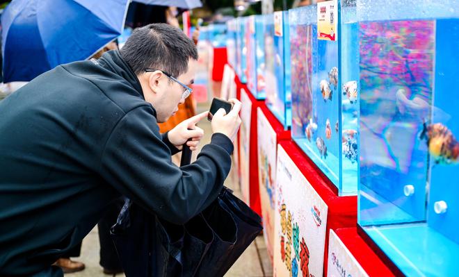 “福鱼送福 福满榕城”2025年福州金鱼新春展览亮相福州西湖公园(图3)