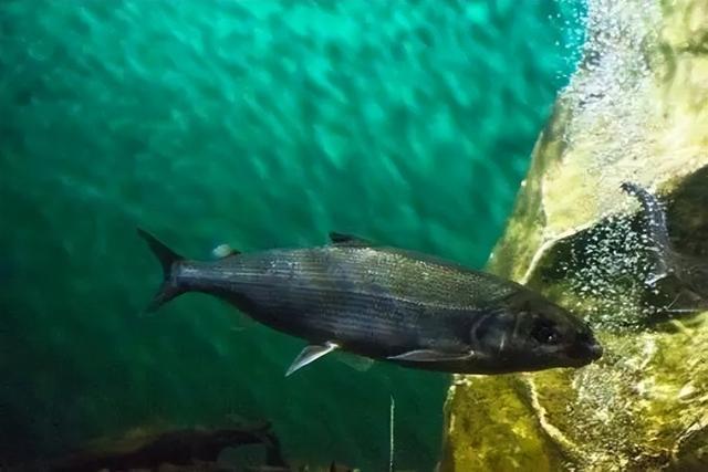 回顾：贝加尔湖距海洋2千公里淡水资源占全球20%为何有海洋生物？(图7)