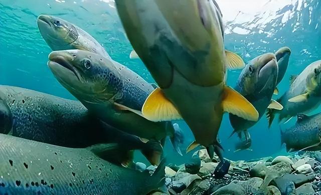 回顾：贝加尔湖距海洋2千公里淡水资源占全球20%为何有海洋生物？(图8)