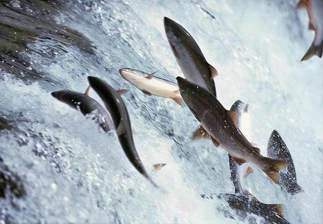 回顾：贝加尔湖距海洋2千公里淡水资源占全球20%为何有海洋生物？(图9)