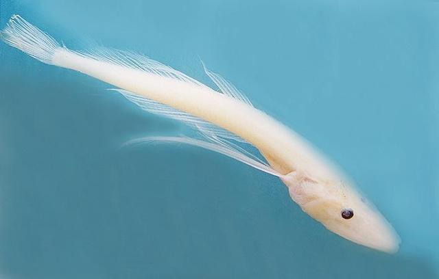 回顾：贝加尔湖距海洋2千公里淡水资源占全球20%为何有海洋生物？(图14)