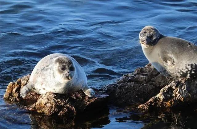 回顾：贝加尔湖距海洋2千公里淡水资源占全球20%为何有海洋生物？(图17)
