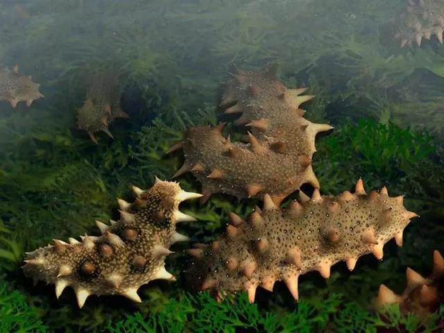 回顾：贝加尔湖距海洋2千公里淡水资源占全球20%为何有海洋生物？(图20)