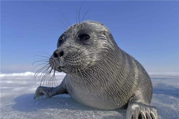回顾：贝加尔湖距海洋2千公里淡水资源占全球20%为何有海洋生物？(图19)