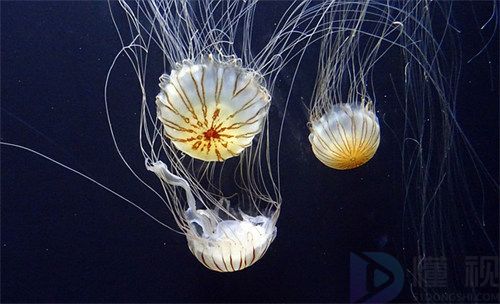 福建国家级海洋公园名录(图2)