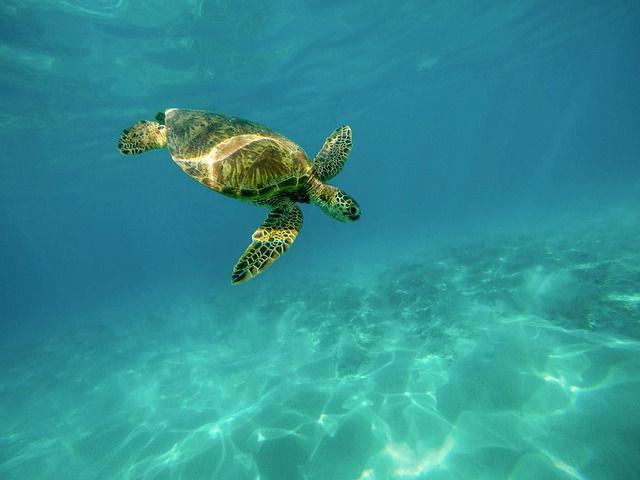 北京海底世界：近距离接触海洋生物的奇妙旅程(图2)