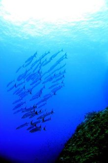 梭鱼(海洋鱼类生物)_360百科(图3)