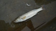 梭鱼(海洋鱼类生物)_360百科(图4)