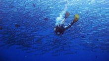 梭鱼(海洋鱼类生物)_360百科(图5)