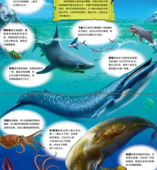 找寻海洋中的生物奇观探索水下世界的神秘与多样(图3)