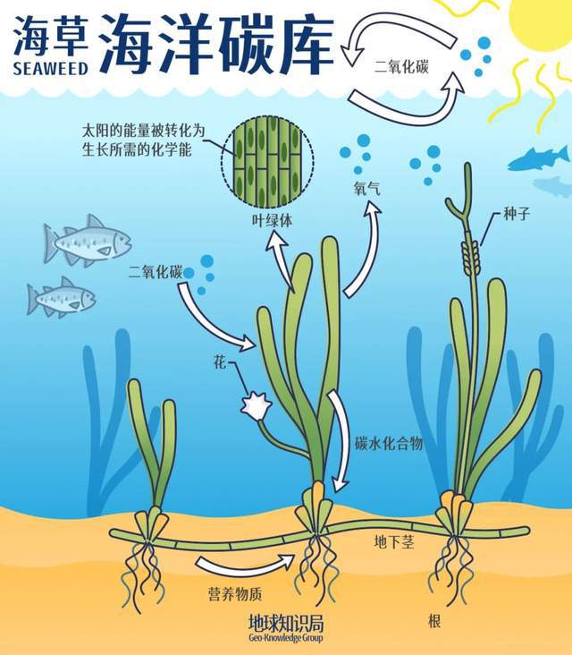 中国海岸线不能没有这种草 地球知识局(图3)