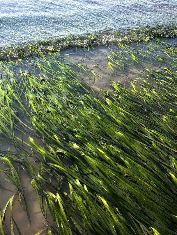 中国海岸线不能没有这种草 地球知识局(图2)