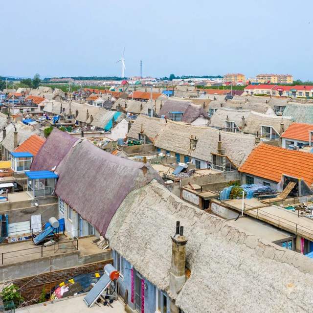 中国海岸线不能没有这种草 地球知识局(图4)