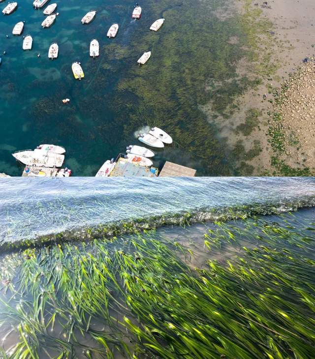 中国海岸线不能没有这种草 地球知识局(图6)