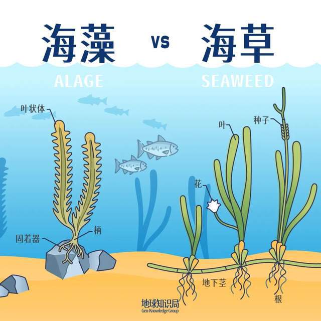 中国海岸线不能没有这种草 地球知识局(图5)