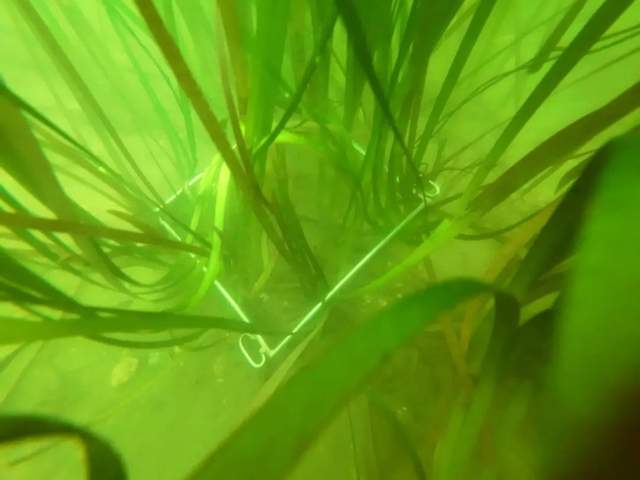 中国海岸线不能没有这种草 地球知识局(图9)