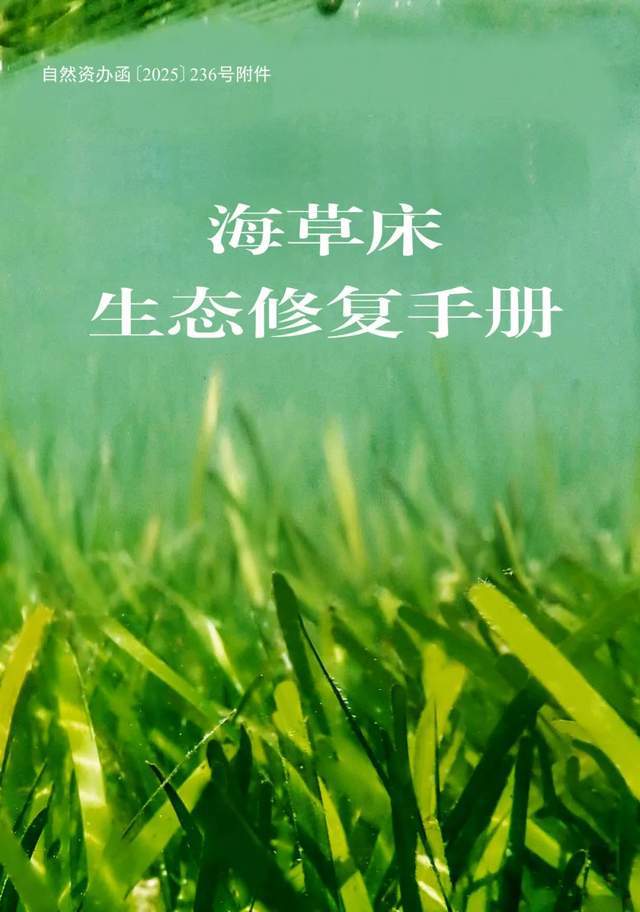 中国海岸线不能没有这种草 地球知识局(图8)