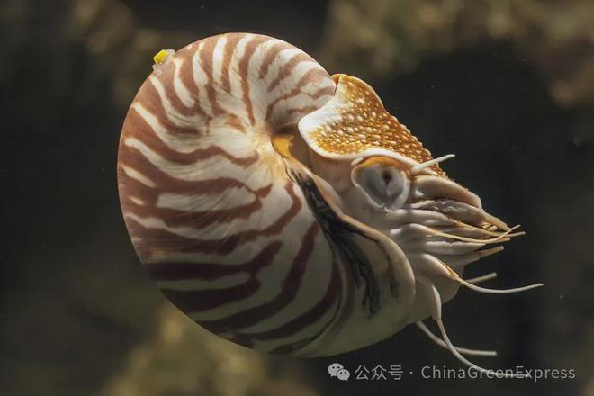 海南警方破获濒危野生动物制品大案：涉及砗磲、鹦鹉螺、唐冠螺！(图2)