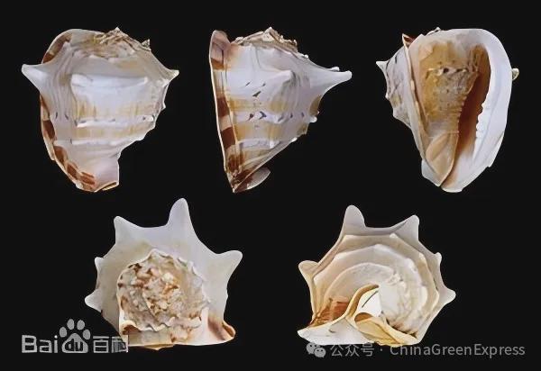 海南警方破获濒危野生动物制品大案：涉及砗磲、鹦鹉螺、唐冠螺！(图3)