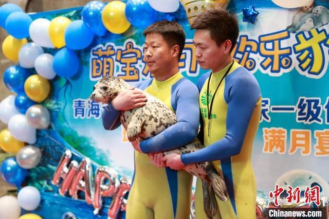青藏高原首只人工繁育斑海豹迎来满月(图2)