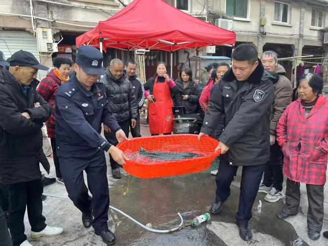 9斤！温州惊现国家一级保护动物(图2)