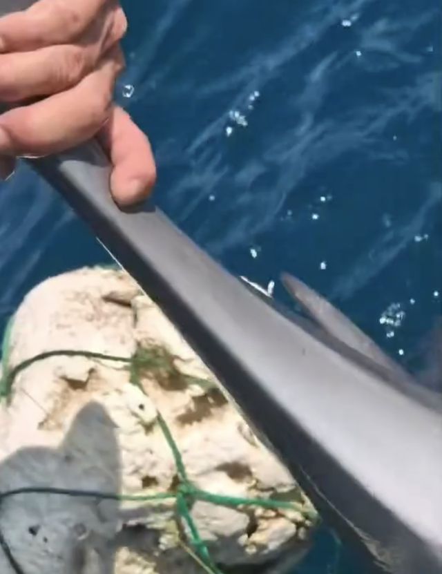 小海豚被困海豚妈妈向人类求救！事发海南一海域(图2)