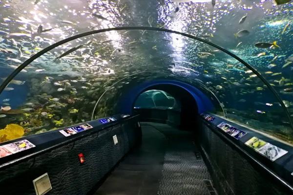 2024上海海洋水族馆门票多少钱一张？(图2)