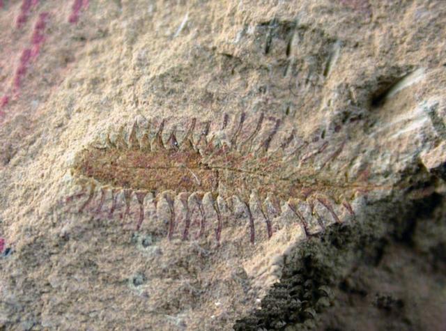 回顾科学家：种种迹象已经表明地球也许正进入第六次生物大灭绝？(图2)