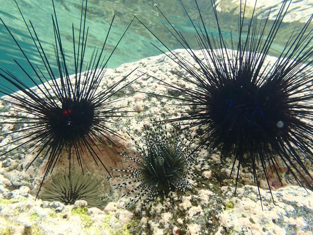 神秘疾病导致部分海域海胆大量死亡 且有蔓延迹象(图6)