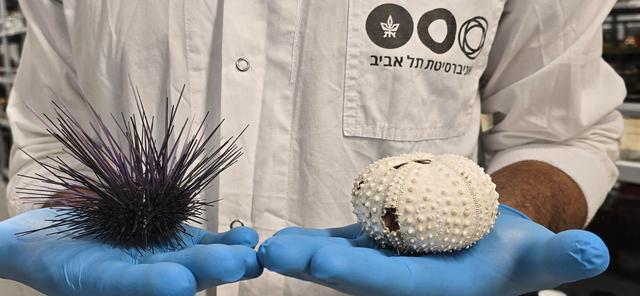 神秘疾病导致部分海域海胆大量死亡 且有蔓延迹象(图3)