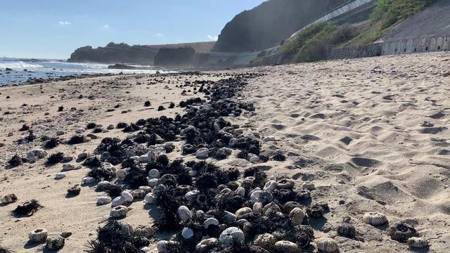 神秘疾病导致部分海域海胆大量死亡 且有蔓延迹象(图4)