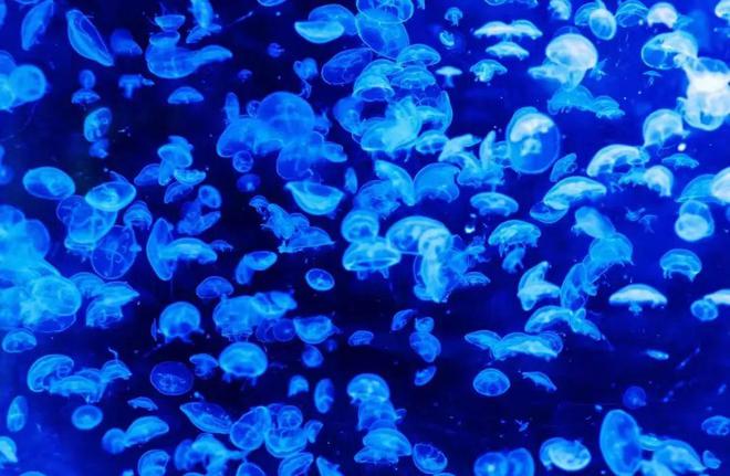 送票！白鲸驾到！温州极地海洋世界惊喜升级！(图10)