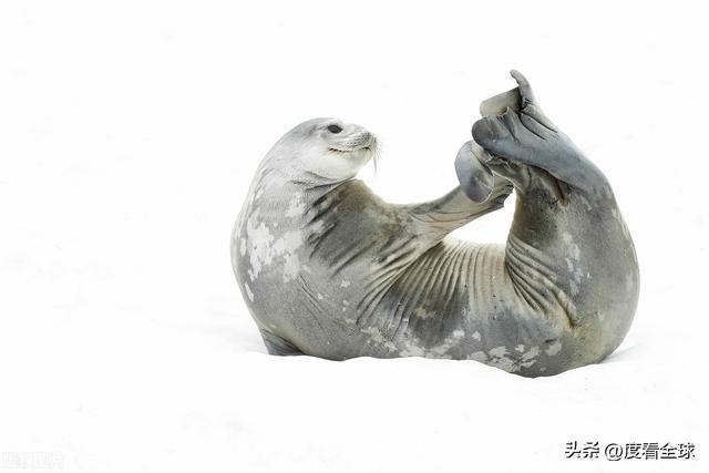国际海豹日：守护海洋的精灵我们共同的责任！(图4)