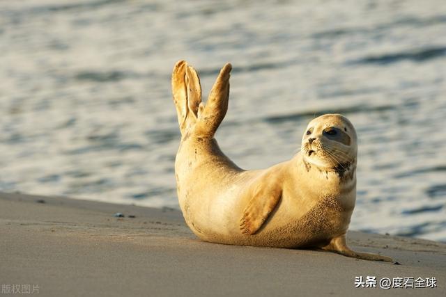 国际海豹日：守护海洋的精灵我们共同的责任！(图15)