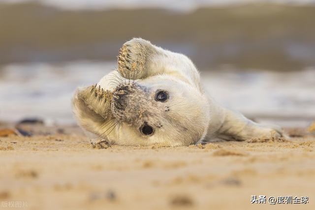 国际海豹日：守护海洋的精灵我们共同的责任！(图17)