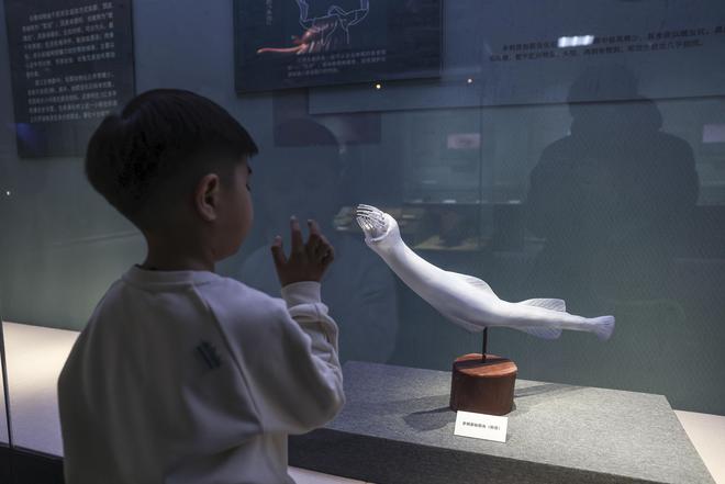 210件珍贵化石与模型再现寒武纪澄江生物群独特魅力(图3)