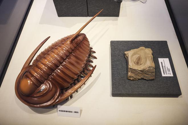 210件珍贵化石与模型再现寒武纪澄江生物群独特魅力(图4)