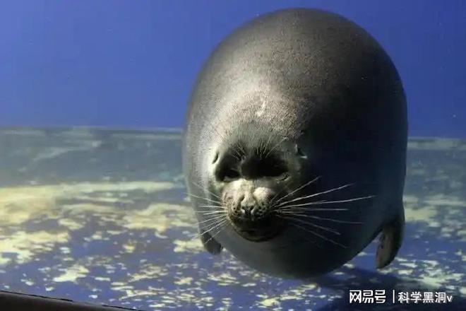 距离海洋2000公里这个湖泊发现鲨鱼海豹网友：飞都飞不过去(图7)