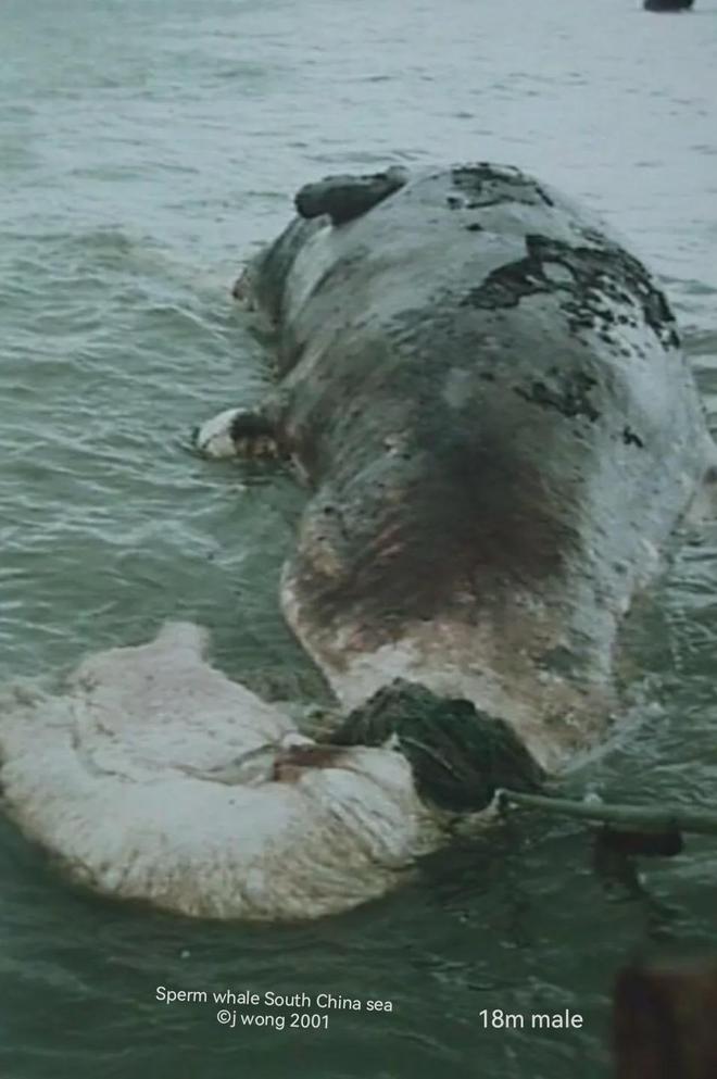 中国鲸类的生物多样性与保护 海洋与湿地·史海钩沉（2004）(图2)