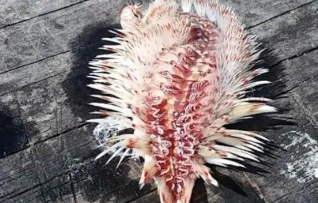 称霸海洋几亿年的生物比恐龙生活的时代还早（海中之狼）(图3)