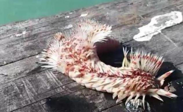 称霸海洋几亿年的生物比恐龙生活的时代还早（海中之狼）(图2)