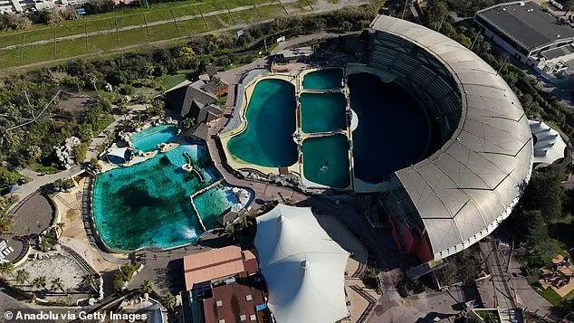 法国海洋馆关闭海豚、虎鲸母子被遗弃水池5月余处境悲惨！(图3)