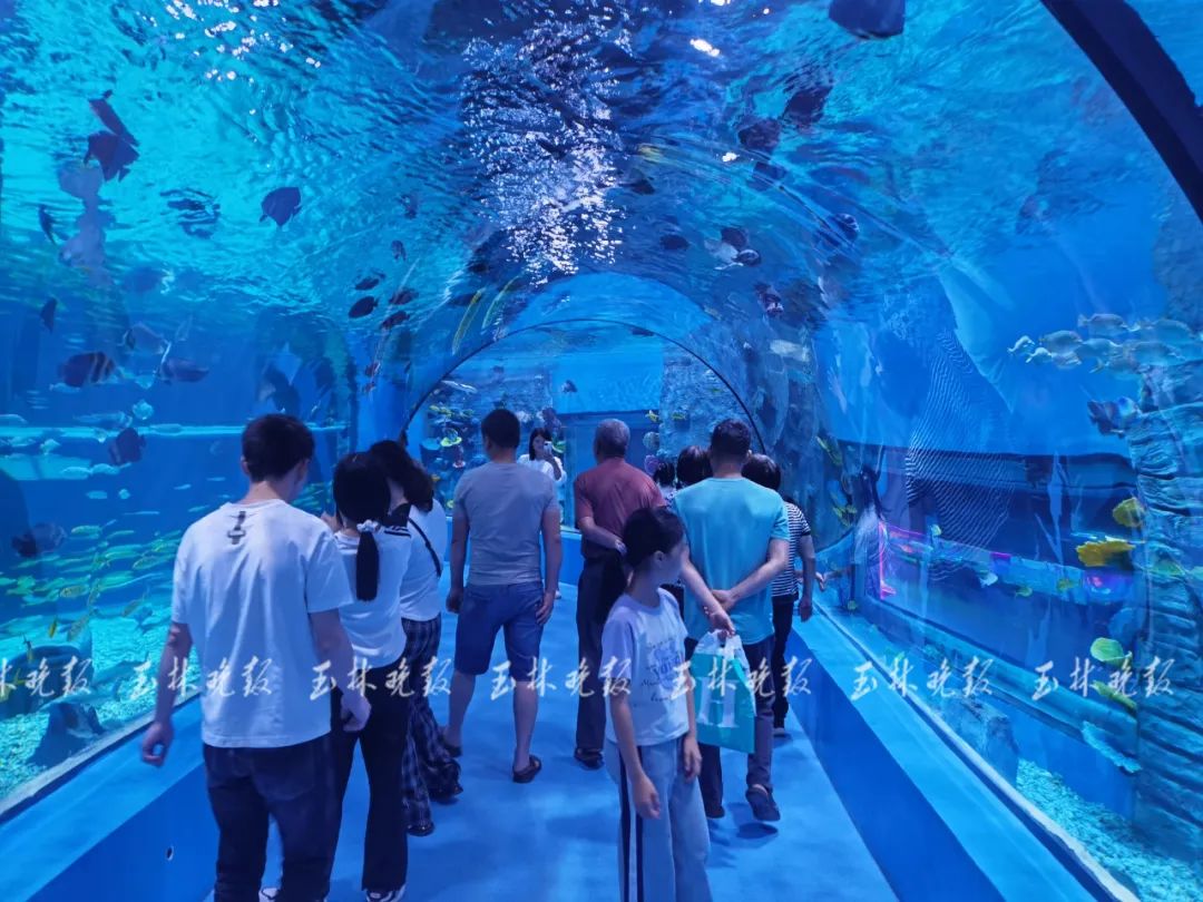 正式开馆！玉林海洋世界来啦地址→(图2)