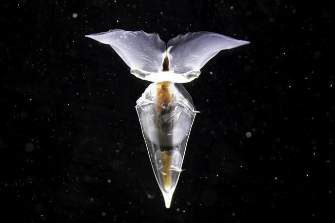 科学家在南极海底发现了奇怪的“海猪”、海蜘蛛和产卵的“蝴蝶”(图5)