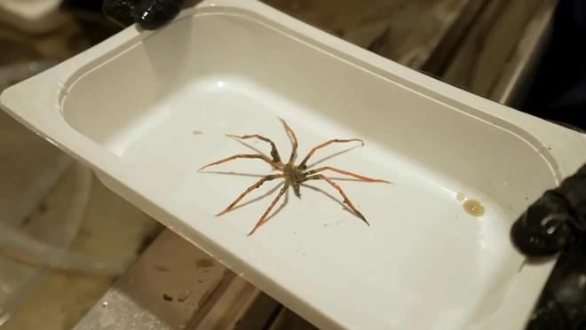 科学家在南极海底发现了奇怪的“海猪”、海蜘蛛和产卵的“蝴蝶”(图3)