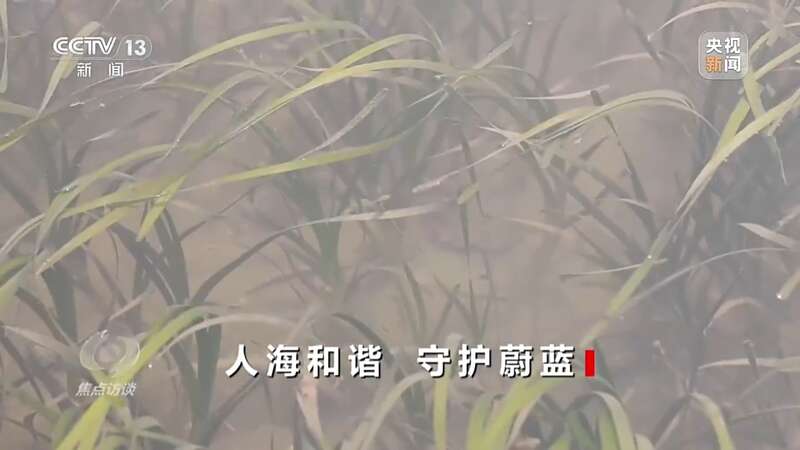 保护海洋生态 守好人海和谐的蓝色家园(图6)