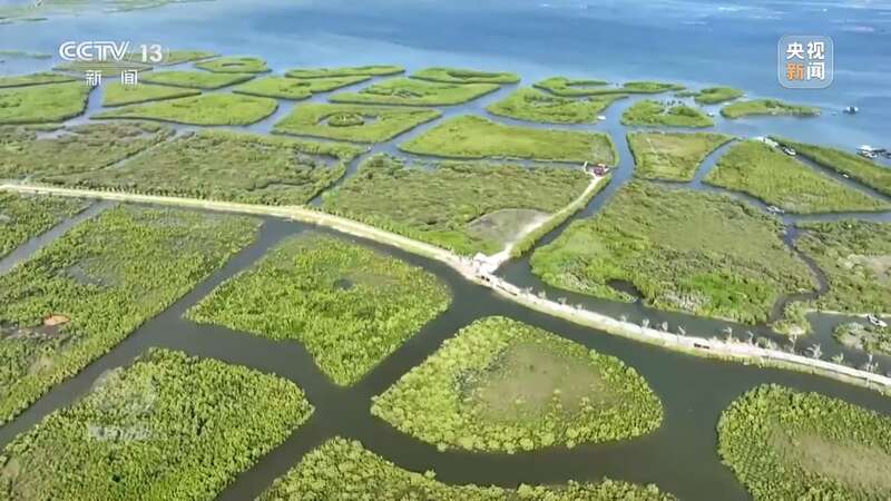 保护海洋生态 守好人海和谐的蓝色家园(图15)