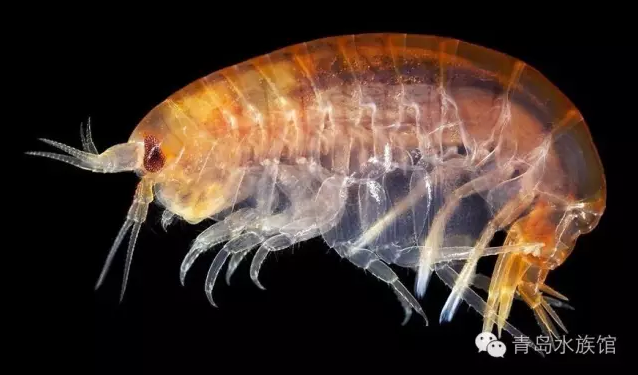宛如精灵般神秘而又美丽的海洋生物(图4)